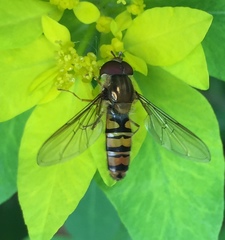 Episyrphus balteatus