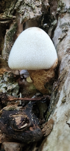 Silky Rosegill