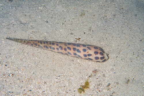 Terebra subulata observed 2026-08-08