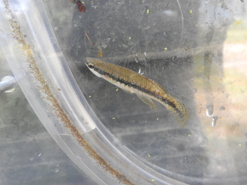 Blackstripe Topminnow