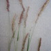 Gophertail Lovegrass - Photo (c) Ricky Taylor, some rights reserved (CC BY-NC), uploaded by Ricky Taylor