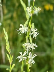 Silene tatarica