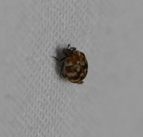 Varied Carpet Beetle