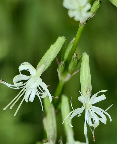 Silene tatarica, photograph 3