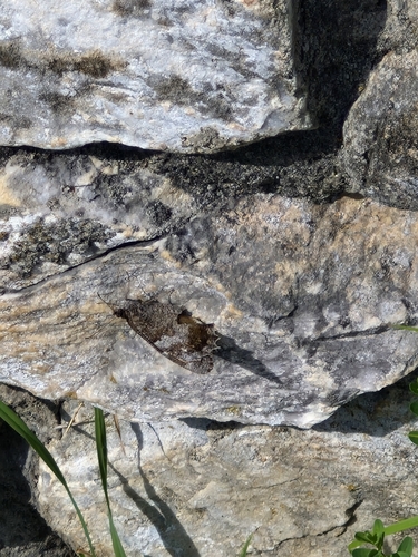 Tree Grayling