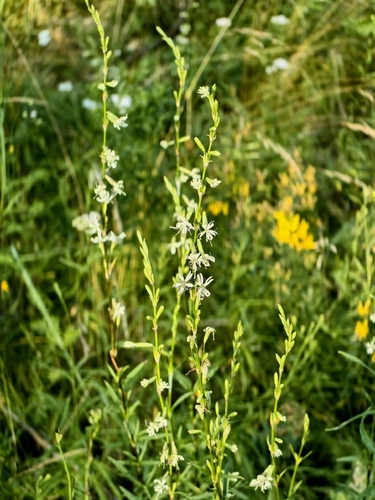 Silene tatarica, photograph 5