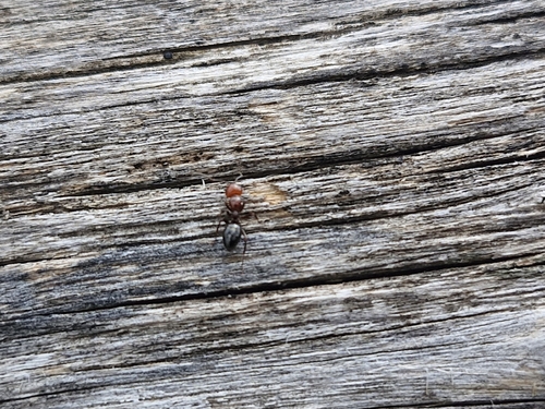 Camponotus lateralis