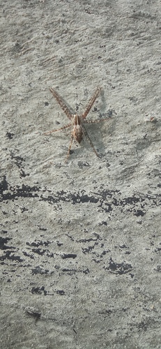 European Nursery Web spider