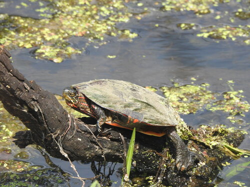 Painted Turtle