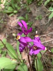 Primula fassettii