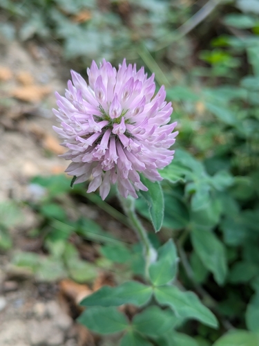 Red Clover