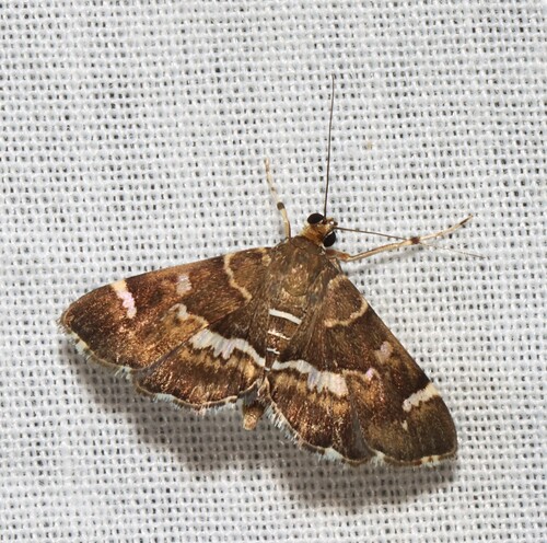 Spotted Beet Webworm Moth