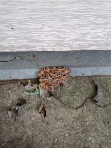 American Toad