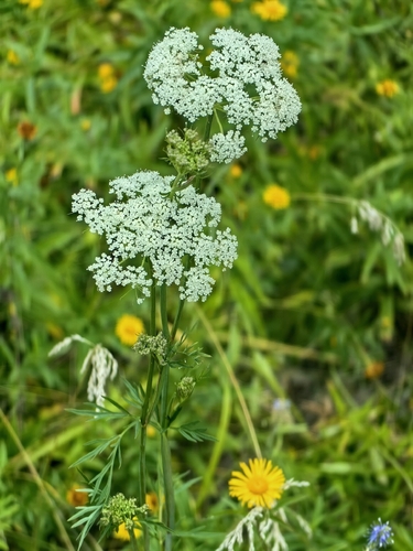 Kadenia dubia, photograph 3