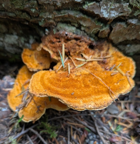 Pycnoporellus fulgens