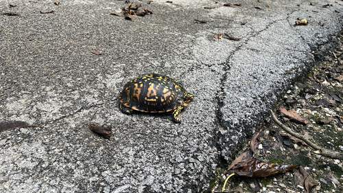 Eastern Box Turtle