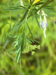 Kadenia dubia, photograph (c) Pavlo Kretov, some rights reserved (CC BY)
