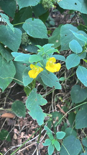 pale jewelweed