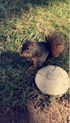 Sciurus niger