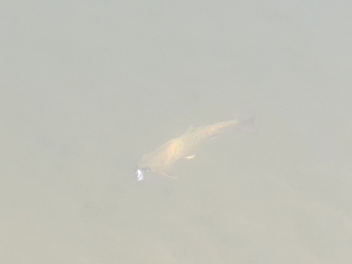 Brook Trout