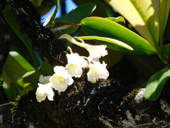 Rodriguezia granadensis, photograph (c) Álvaro Rivas Godin, some rights reserved (CC BY)