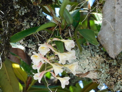 Rodriguezia granadensis, photograph (c) Álvaro Rivas Godin, some rights reserved (CC BY)