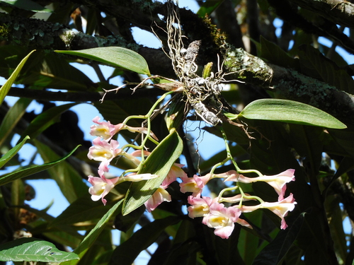 Rodriguezia granadensis