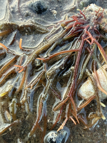 Agardhiella subulata observed 2026-09-12