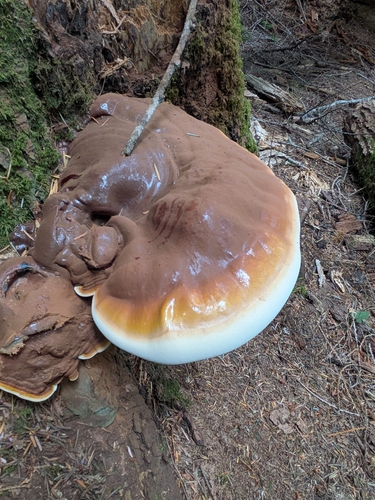 West Coast Reishi