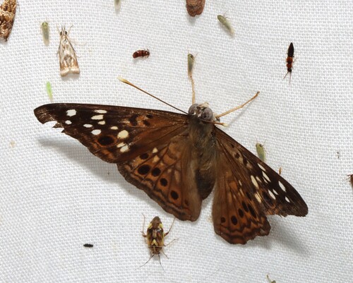 Hackberry Emperor