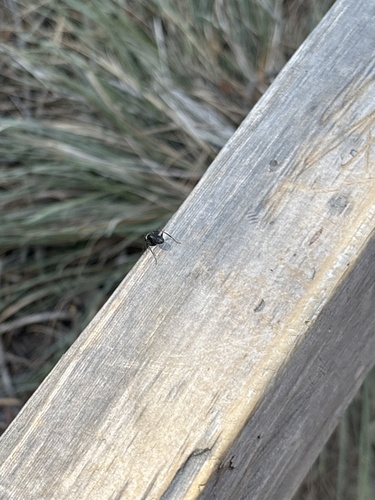 iNaturalist observation photo of Hairy Smooth Carpenter Ant