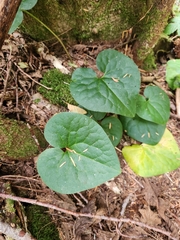 Asarum caudatum, photograph author not stated, no rights reserved