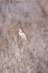 Ardea alba egretta
