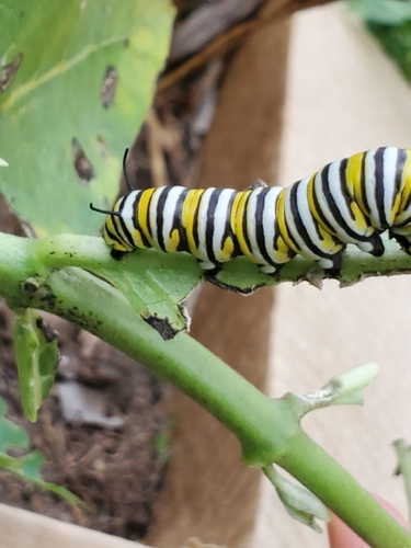 Monarch