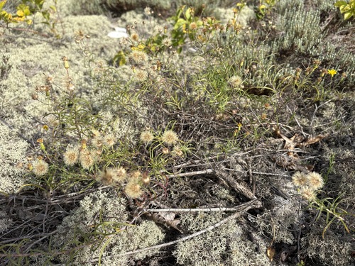 Pityopsis falcata, photograph 6