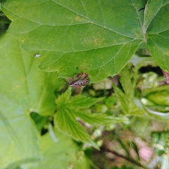Dyroderes umbraculatus