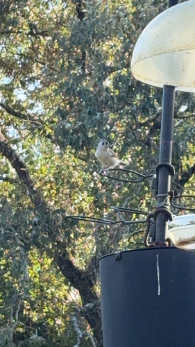 Tufted Titmouse