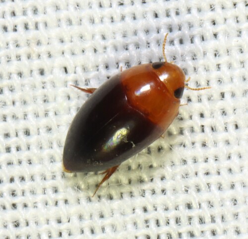 Hydrocanthus