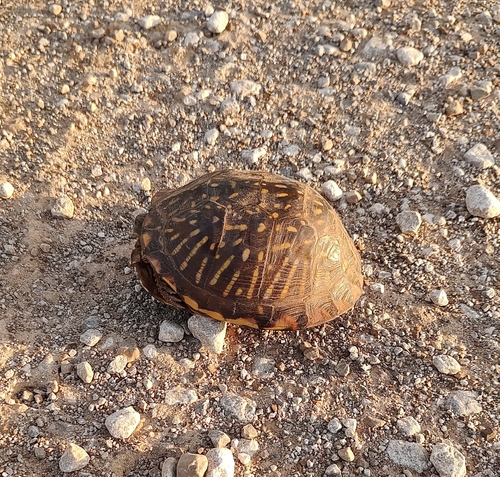 Ornate Box Turtle