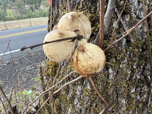 California Gall Wasp