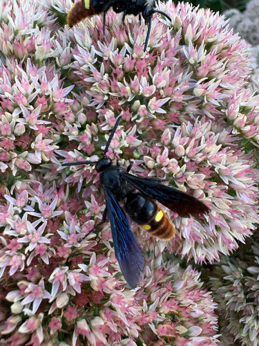 Blue-winged Scoliid Wasp