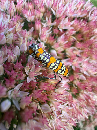 Ailanthus Webworm Moth