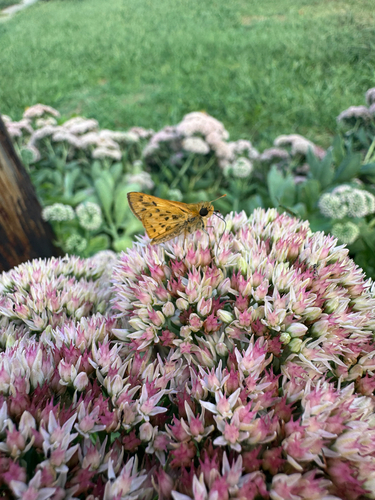 Fiery Skipper