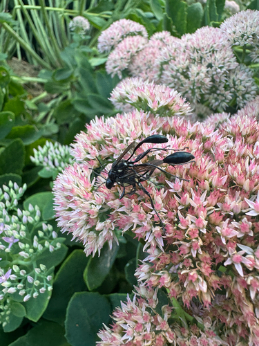 Gold-marked Thread-waisted Wasp