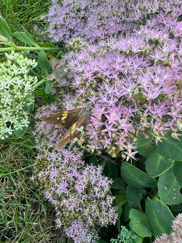 Silver-spotted Skipper