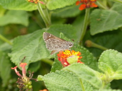 Lerodea erythrostictus