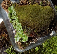 Marchantia polymorpha ruderalis