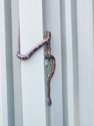 Central Ratsnake