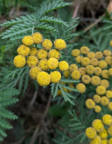 tansy