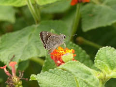 Lerodea erythrostictus